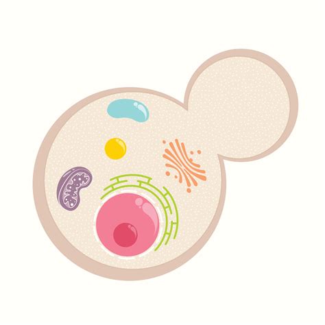 Yeast cell with basic organelles vector template graphic background 23894501 Vector Art at Vecteezy