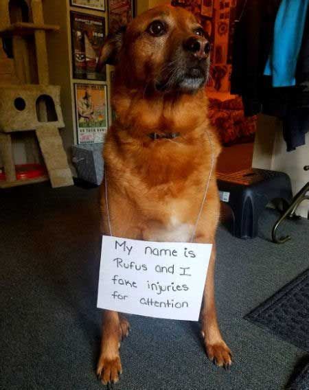 Pin on Dog Shaming Pictures | Best of Dog Shaming | Dogs with signs of ...