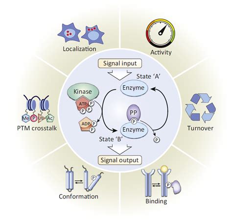 Uncategorized – Page 6 – Creative Proteomics Blog