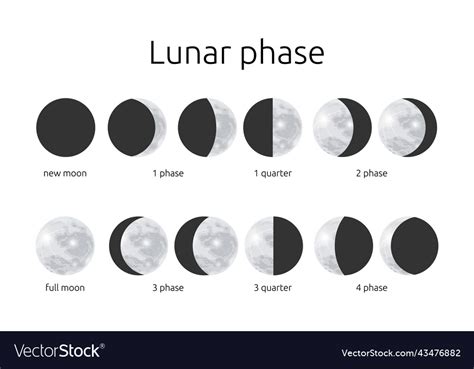 Half and circle moon phases astrology calendar Vector Image