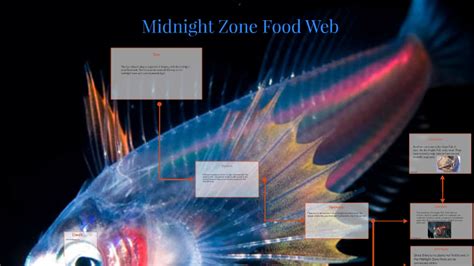 Midnight Zone Food Web by Ashlyn Smith Smith on Prezi