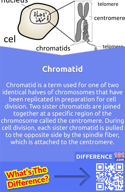 Chromatin vs. Chromatid: 5 Key Differences, Pros & Cons, Similarities | Difference 101