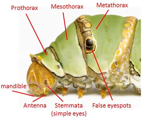 Caterpillar Head Anatomy