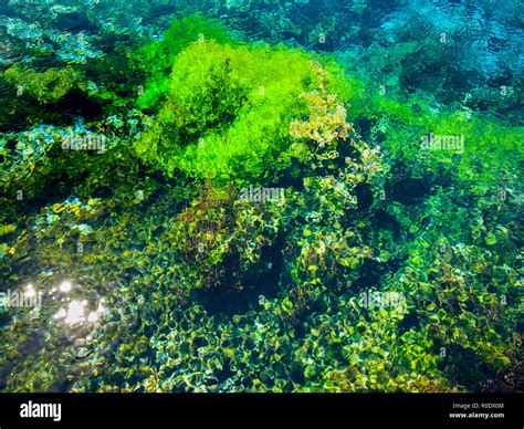 Abstract Background of Submersed Water Plants at Famous Pupu Springs in New Zealand Stock Photo ...