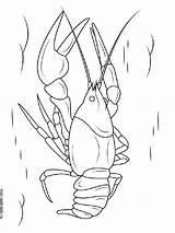 Crayfish coloring pages sketch template