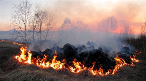 Stubble Burning: Its Effect on Environment and Health | Zeba Academy