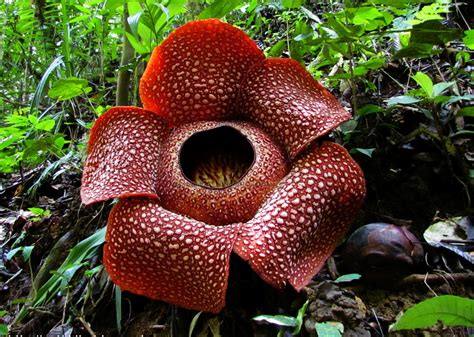 Top 10 Most Endangered Plants on Earth | TopTeny.com