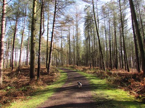 Delamere Forest - Marvellous Days Out