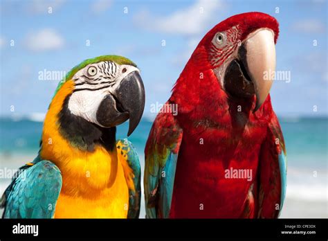 Parrot dominican republic caribbean hi-res stock photography and images ...