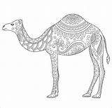 Camel Coloring Pages  ColoringBay sketch template