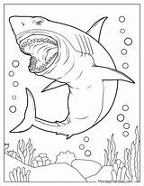 Free Printable Coloring Pages Sharks sketch template