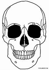 Printable Skeleton Coloring Pages For Kids  Cool2bKids sketch template