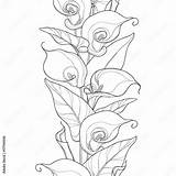 Calla Lily Coloring Page sketch template