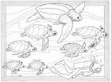 Hawaiian Sea Turtle Coloring Pages sketch template