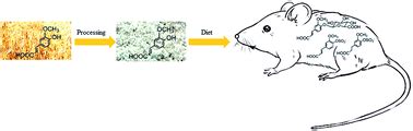 Bioavailability and metabolism of hydroxycinnamates in rats fed with durum wheat aleurone ...