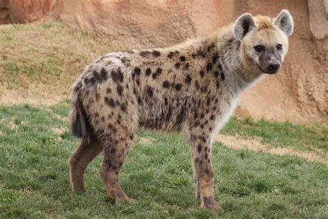 Spotted Hyena