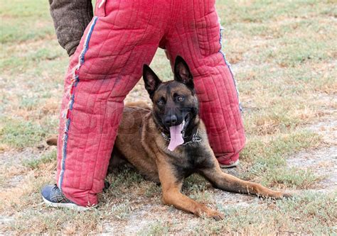 training of belgian shepherd | Stock image | Colourbox