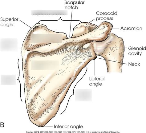 posterior scapula Diagram | Quizlet