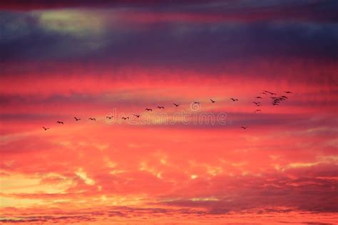 Birds Flying in Formation at Sunset Stock Image - Image of burn, nature: 74226135