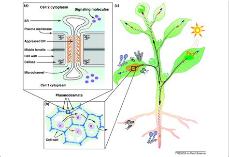 Plasmodesmata: the battleground against intruders: Trends in Plant Science