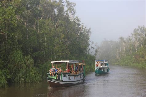 Tanjung Puting | kalimantanexplorer.com | Wild life Jungle River Cruise