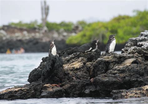 The 10 Best Las Tintoreras Tours & Tickets 2021 - Galapagos Islands ...