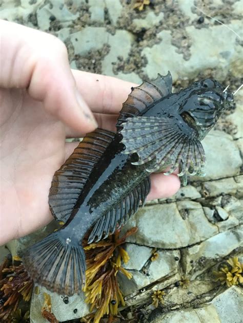 Sculpin from Northern California caught in a tidepool (more pics in comments) : r/whatsthisfish