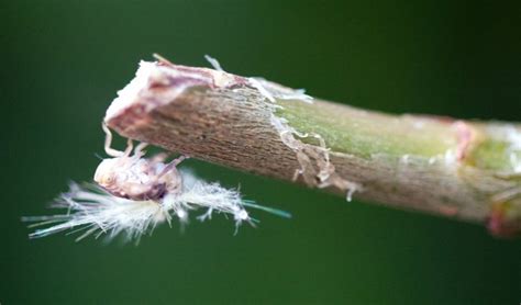 Passionvine hopper a pretty pest - Australian Geographic