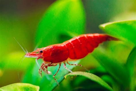 Cherry Shrimp – Hook'D On Fish Aquarium