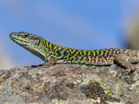 Podarcis siculus - Italian Wall Lizard - EUROLIZARDS