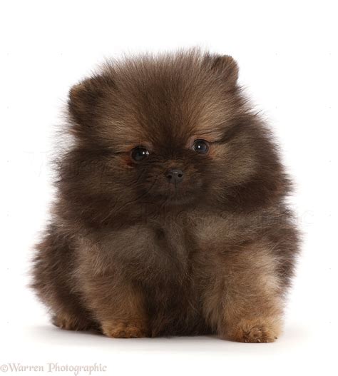 Dog: Dark brown Pomeranian puppy photo WP48918