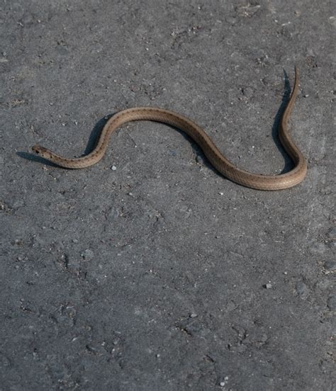 Dekay’s Brownsnake in the Don Valley: October 6, 2020 | Miles Hearn