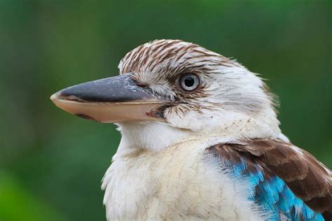 Kookaburra Facts For Kids | Kids Matttroy