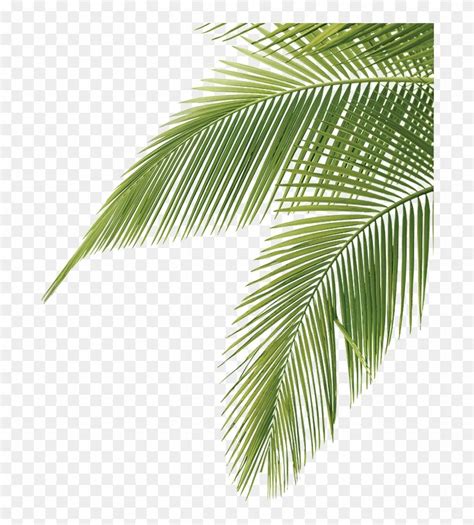 Palm Tree Leaves - Palm Tree Leaves Png, Transparent Png(709x853) - PngFind | Palm tree png ...