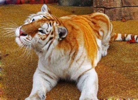 Meet The Golden Tabby Hybrid Tiger | Funotic.com