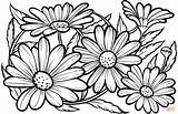 Daisies coloring Page  Free Printable Coloring Pages Flower sketch template