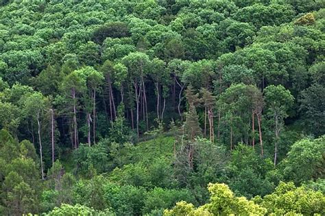 Sejarah Desa di Jember Dulunya Hutan Belantara, Nama Desanya Diambil Dari Nama Macan. Coba Tebak ...