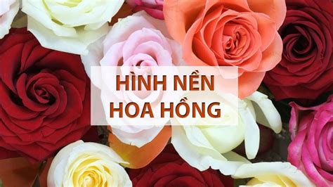 Chi tiết 79+ về hình nền máy tính hình hoa hồng hay nhất - coedo.com.vn