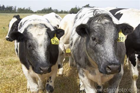 A group of yearling Belgian Blue cattle showing the typical mottled blue-black and white ...