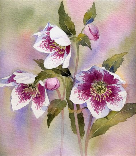 Hellebores | Flower painting, Flower art, Botanical watercolor