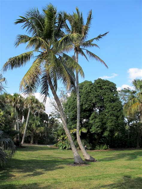 Cocos nucifera - UF/IFAS Assessment - University of Florida, Institute of Food and Agricultural ...