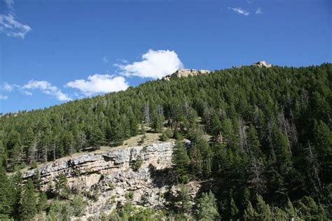 Conifer Habitat : Habitats : Nature : Sinks Canyon Natural Resource Council