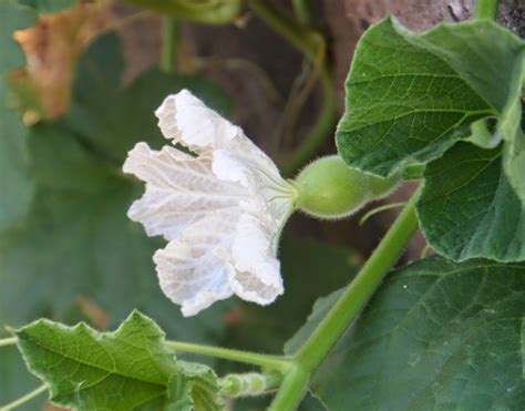 Organic Yardens | Plant leaves, Plants, Macro shots