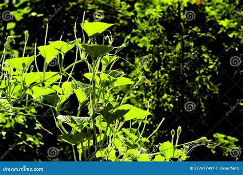 Cucumber Flower and Vine in Summer Stock Image - Image of stem, healthy ...