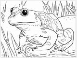 Free Printable Frog Coloring Pages For Kids sketch template