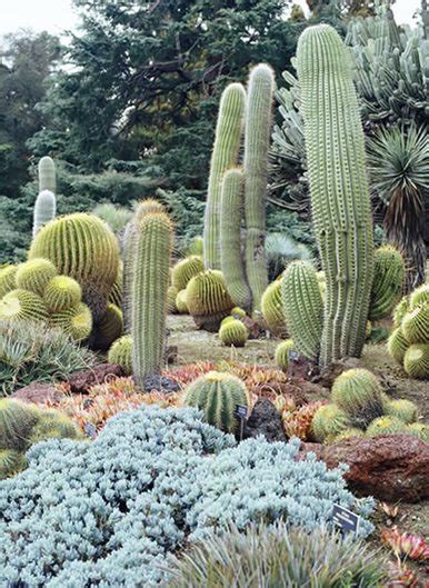 Succulents at the Huntington Botanical Gardens | Garden Design