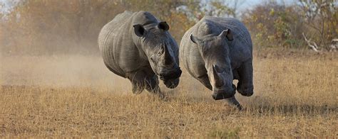 Nashorn-Wilderei: Der Kampf um die verbleibenden Rhinos