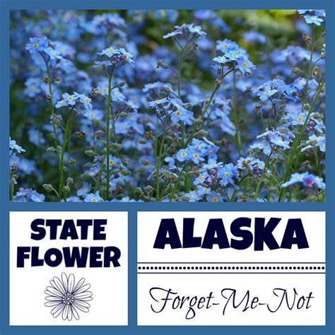 alaska state flower Archives - USA Facts for Kids