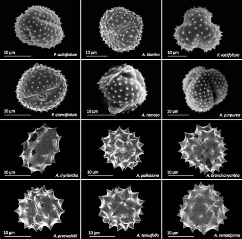 Pollen morphology observed under scanning electron microscopy. Upper ...