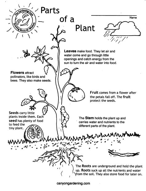 Plant Parts Coloring Sheet